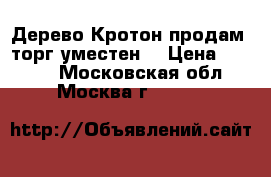 Дерево Кротон продам. торг уместен. › Цена ­ 5 000 - Московская обл., Москва г.  »    